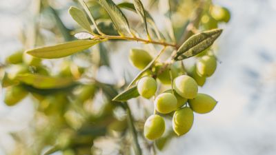 Die Koroneiki Olive von der Insel Kreta.